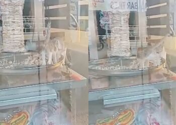 ഷവര്മ-സ്റ്റാന്ഡില്-കയറിയിരുന്ന്-ചിക്കന്-കഴിച്ച്-പൂച്ചകള്;-ഹോട്ടൽ-അടച്ചു-പൂട്ടി