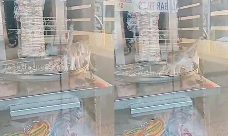 ഷവര്മ-സ്റ്റാന്ഡില്-കയറിയിരുന്ന്-ചിക്കന്-കഴിച്ച്-പൂച്ചകള്;-ഹോട്ടൽ-അടച്ചു-പൂട്ടി