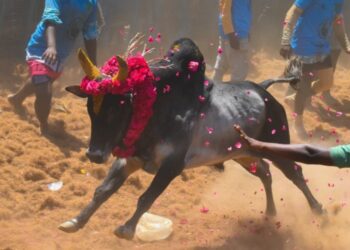 തമിഴ്നാട്ടിൽ-ജെല്ലിക്കെട്ടിനിടെ-കാളയുടെ-ആക്രമണം;-രണ്ട്-യുവാക്കൾ-മരിച്ചു