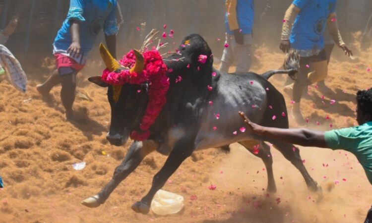 തമിഴ്നാട്ടിൽ-ജെല്ലിക്കെട്ടിനിടെ-കാളയുടെ-ആക്രമണം;-രണ്ട്-യുവാക്കൾ-മരിച്ചു
