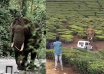 ‘പടയപ്പ’യെ-പ്രകോപിപ്പിക്കാന്-ശ്രമം:-ഡ്രൈവര്ക്കെതിരെ-ജാമ്യമില്ലാ-വകുപ്പ്-പ്രകാരം-കേസ്