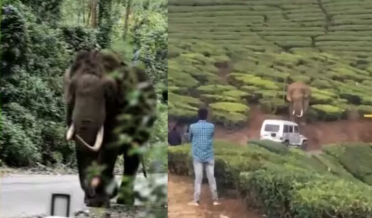 ‘പടയപ്പ’യെ-പ്രകോപിപ്പിക്കാന്-ശ്രമം:-ഡ്രൈവര്ക്കെതിരെ-ജാമ്യമില്ലാ-വകുപ്പ്-പ്രകാരം-കേസ്