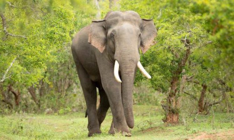നീലഗിരിയില്‍-കാട്ടാന-ആക്രമണം;-ഒരാള്‍-മരിച്ചു