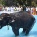 ആനയ്ക്ക് ബാത്തിംഗ് പൂള് തയ്യാറാക്കാനായി ചെലവിട്ടത് 50 ലക്ഷം രൂപ