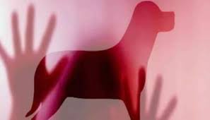 തെരുവ് നായയെ ബലാത്സംഗം ചെയ്തു; വീഡിയോ പുറത്ത്, അന്വേഷണം പ്രഖ്യാപിച്ച് പൊലീസ്