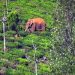 അരിക്കൊമ്പന് വേണ്ടി ഇടുക്കിയില് ഫാന്സ് അസോസിയേഷന്