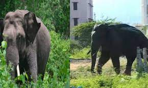 അരിക്കൊമ്പനെ തമിഴ്നാട് വനംവകുപ്പ് പിടികൂടും