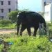 അരിക്കൊമ്പനെ പിടിക്കാൻ അഞ്ചംഗ ആദിവാസി സംഘത്തെ നിയോഗിച്ച് തമിഴ്‌നാട് വനം വകുപ്പ്