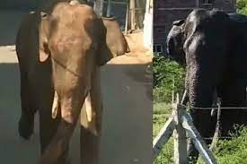 പിടികൊടുക്കാതെ അരിക്കൊമ്പൻ, ജനവാസമേഖലയിലിറങ്ങിയാൽ മയക്കുവെടി