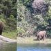 അരിക്കൊമ്പൻ കന്യാകുമാരി വന്യജീവി സങ്കേതത്തിൽ