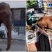 അനിശ്ചിതത്വം നീങ്ങി; അരിക്കൊമ്പനെ ഉൾക്കാട്ടിൽ തുറന്നുവിട്ടു