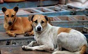 ‘പട്ടിയിറച്ചി കഴിയ്ക്കുകയും വിൽക്കുകയും ചെയ്യാം’; നിരോധനം നീക്കി കോടതി