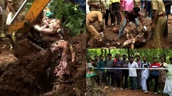 ചേലക്കരയിലെ കാട്ടാനയുടെ ജഡത്തിൽ കൊമ്പില്ല; മുറിച്ചെടുത്തതെന്ന് വെറ്ററിനറി സർജൻ