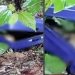 ട്രോളി ബാഗിൽ കഷ്ണങ്ങളായ നിലയില് മൃതദേഹം കണ്ടെത്തിയ കേസ്; മൃതദേഹം കൊണ്ട് തള്ളിയ ആളെ കുറിച്ച് സൂചന