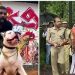 നായ വളര്ത്തലിന്റെ മറവില് കഞ്ചാവ് കച്ചവടം