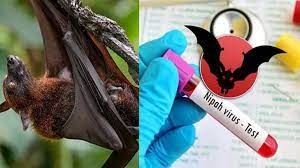വയനാട്ടിലെ വവ്വാലുകളിലെ നിപ വൈറസ് സാന്നിധ്യം, ആശങ്ക വേണ്ടെന്ന് ജില്ലാ ഭരണകൂടം