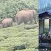 പടയപ്പക്ക് പിന്നാലെ കാട്ടാനകൾ കൂട്ടമായെത്തുന്നു, പുറത്തിറങ്ങാന് പോലുമാവാതെ തോട്ടം തൊഴിലാളികള്