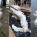 ‘ജലകന്യക’യോ, പാപ്പുവ ന്യൂ ഗിനിയയിന് തീരത്ത് അടിഞ്ഞത്? ഉത്തരമില്ലാതെ ശാസ്ത്രലോകം !