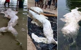 ‘ജലകന്യക’യോ, പാപ്പുവ ന്യൂ ഗിനിയയിന് തീരത്ത് അടിഞ്ഞത്? ഉത്തരമില്ലാതെ ശാസ്ത്രലോകം !
