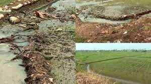 കൊയ്തിട്ട നെല്ലിന് മുകളിലേക്ക് കക്കൂസ് മാലിന്യം പിന്നാലെ വിത്തിന് മുകളിലേക്കും സമാനമായ ക്രൂരത നീണ്ടൂരിൽ
