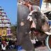 കല്പാത്തി രഥോത്സവം: രഥം വലിക്കാന് ആന വേണ്ടെന്ന് നിര്ദേശം, കൊണ്ടു വരുമെന്ന് ക്ഷേത്ര കമ്മിറ്റികള്