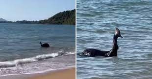 ഓസ്ട്രേലിയയിലെ ബീച്ചിൽ നിന്ന് കാസവരി പക്ഷിയെ കണ്ടെത്തി