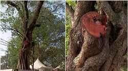 തേക്കിന്കാട് മൈതാനത്തെ ‘ആൽമരച്ചില്ലയിൽ’ രാഷ്ടീയപ്പാര്; ധൈര്യമുണ്ടെങ്കിൽ ചാണകവെള്ളം തളിക്കാൻ വായെന്ന് പ്രതാപൻ