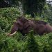 വന്യമൃഗ ആക്രമണം;’നഷ്ടപരിഹാരത്തിനായി യാചിക്കേണ്ട അവസ്ഥ, കൊല്ലപ്പെടുന്നവർക്ക് ഒരു കോടി നൽകണം’, മാനന്തവാടി രൂപത