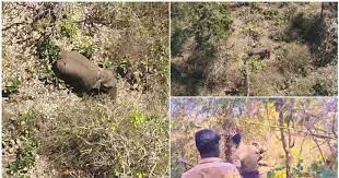 ബേലൂര് മഖ്ന പുഴ മുറിച്ചു കടന്നു, കർണാടകയിലേക്ക് മടങ്ങുന്നു; നിരീക്ഷിച്ച് ദൗത്യസംഘം