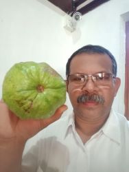 ഒരു കിലോഗ്രാം തൂക്കം വരുന്ന പേരക്ക വിളയിച്ച് യുവകർഷകൻ