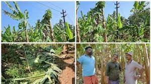 ദേ പിന്നേം, കെഎസ്ഇബി വാഴ വെട്ടി! ലൈനിൽ മുട്ടിയെന്ന് പറഞ്ഞ്, വെട്ടിയത് കുലച്ച നേന്ത്രവാഴകൾ!