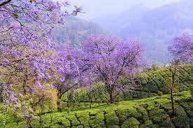 മൂന്നാറിൽ സഞ്ചാരികളെ കാത്ത് നീലവസന്തം