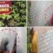 ചെടി മോഷ്ടാവിനെ കൊണ്ട് പൊറുതിമുട്ടി ബർഗർ ലോഞ്ചിന്റെ നടത്തിപ്പുകാർ