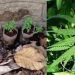 ഫോറസ്റ്റ് ഓഫീസിലെ കഞ്ചാവ് കൃഷി, ആകെ ദുരൂഹത