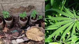 ഫോറസ്റ്റ് ഓഫീസിലെ കഞ്ചാവ് കൃഷി, ആകെ ദുരൂഹത