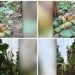തൃശൂർ പുതുക്കാട് വീണ്ടും കെഎസ്ഇബിയുടെ വാഴവെട്ടൽ