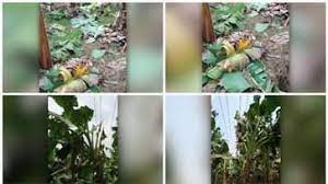 തൃശൂർ പുതുക്കാട് വീണ്ടും കെഎസ്ഇബിയുടെ വാഴവെട്ടൽ