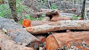 സുഗന്ധഗിരി മരംമുറിക്കേസ്: വനംവകുപ്പ് വാച്ചറെ പ്രതി ചേർത്തേക്കും