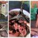 വവ്വാല് സൂപ്പുണ്ടാക്കി വീട്ടമ്മ, ആസ്വദിച്ച് കഴിച്ച് കുട്ടികള്; വൈറല് വീഡിയോയില് ‘വയറിളകി’ സോഷ്യല് മീഡിയ