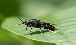 മാലിന്യപ്രശ്നം പരിഹരിക്കാൻ ഈച്ചകൾ; പരീക്ഷണവുമായി ഓസ്ട്രേലിയ