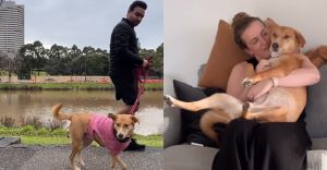 പട്യാലയിൽ നിന്ന് ഓസ്ട്രേലിയയ്ക്ക് പറന്ന് തെരുവ് നായ; ദമ്പതികളുടെ ഹൃദയം കവർന്ന് ജലേബി