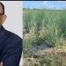 ഉരുൾപൊട്ടലും മണ്ണിടിച്ചിലും തടയും, രാമച്ചത്തിന്റെ വേരുകൾ: വയനാട്ടിലേക്ക് പദ്ധതിയുമായി യുഎസ് മലയാളി
