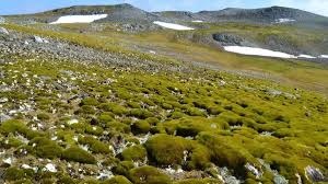 മഞ്ഞുരുകുന്നു, അന്റാർട്ടിക്കയുടെ നിറം മാറുന്നു; വില്ലൻ കാലാവസ്ഥാ വ്യതിയാനമെന്ന് ഗവേഷകർ
