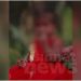 അങ്കണവാടിയിൽ വീണ് മൂന്ന് വയസുകാരി ഗുരുതരാവസ്ഥയിൽ; തലയിൽ ആന്തരിക രക്തസ്രാവം, കുട്ടി ചികിത്സയിൽ