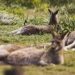 ഒന്നും രണ്ടുമല്ല, ചത്ത് കിടന്നത് 98 കം​ഗാരുക്കൾ; മിണ്ടാപ്രാണികളോട് കൊടുംക്രൂരത, ഒടുവിൽ 43കാരൻ പിടിയിൽ