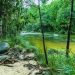 ഭൂമിയിലെ ഏറ്റവും പഴയ മഴക്കാട് : ഒരിക്കൽ ദിനോസറുകളും മൺമറഞ്ഞ ജീവികളും നടന്ന വനം
