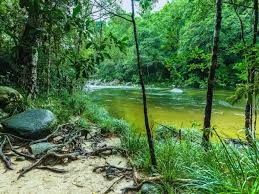 ഭൂമിയിലെ ഏറ്റവും പഴയ മഴക്കാട് : ഒരിക്കൽ ദിനോസറുകളും മൺമറഞ്ഞ ജീവികളും നടന്ന വനം
