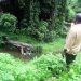 ധര്മസ്ഥലയിലെ ദുരൂഹ മരണങ്ങൾ; കാണാതായവരുടേയും അജ്ഞാത മൃതദേഹങ്ങളുടേയും കണക്കെടുക്കും