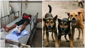 മലപ്പുറത്ത് വീട്ടിനകത്ത് കിടന്നുറങ്ങുകയായിരുന്ന കുട്ടിയെ തെരുവ് നായ വീടിനുള്ളിൽ കയറി കടിച്ചു, ദാരുണം