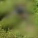 വാടകയ്ക്ക് എടുത്ത ഥാറിൽ അതിർത്തി കടന്നു, 19കാരനെ തല്ലിക്കൊന്ന് ഉടമയും സുഹൃത്തുക്കളും